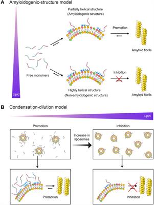 Dual Effects of Presynaptic Membrane Mimetics on α-Synuclein Amyloid Aggregation